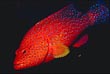 Miniatus Grouper